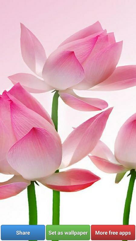 Lotus Flower Wallpapers For Android Apk Download