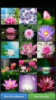 Lotus Flower Wallpapers plakat