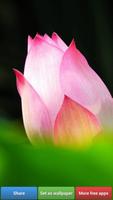 Lotus Flower Wallpapers capture d'écran 1