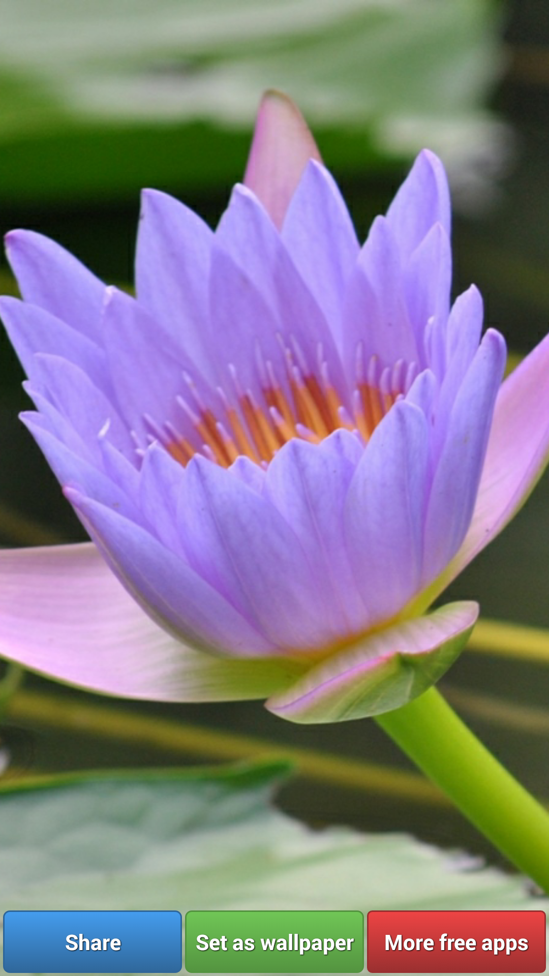 無料で蓮の花の壁紙 Apkアプリの最新版 Apk2 1 8をダウンロードー Android用 蓮の花の壁紙 Apk の最新バージョンをインストール Apkfab Com Jp
