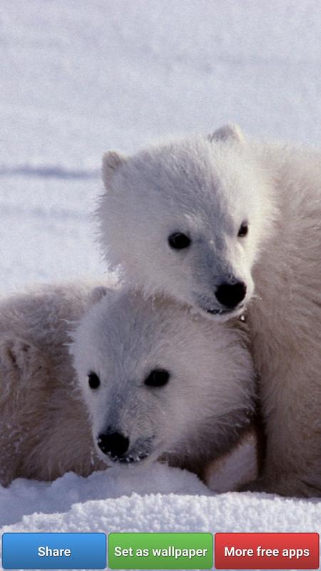 Polar Bear Wallpapers Fur Android Apk Herunterladen