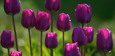 Sfondi Colorful Tulip