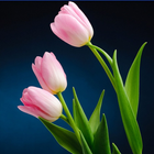 Colorful Tulip Wallpapers-icoon