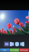 Fonds d'écran Coloré Tulip Affiche
