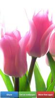 Fonds d'écran Coloré Tulip capture d'écran 2