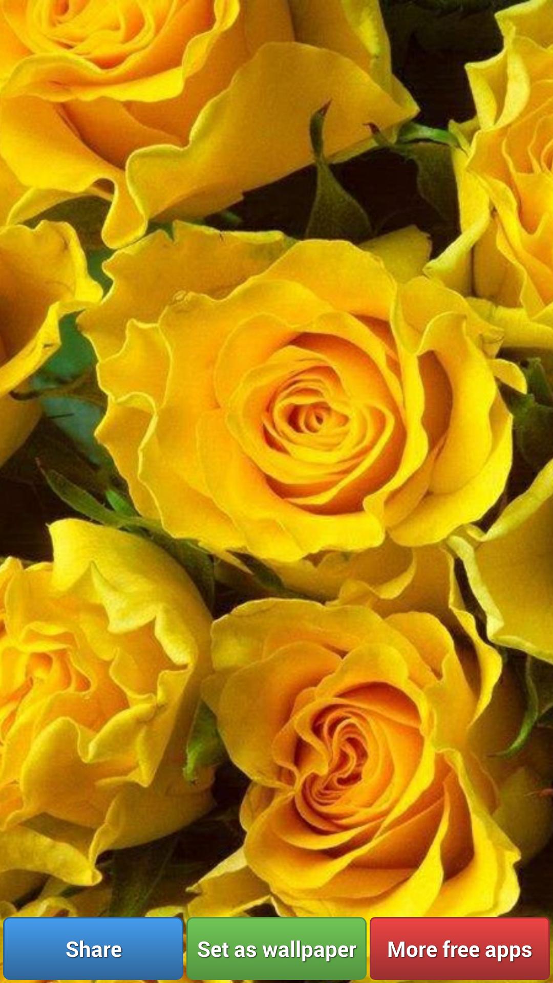 Top Wallpaper Bunga Mawar Kuning | Wallromantis