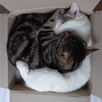 Purr APK