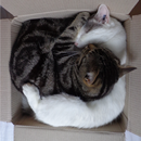 Purr APK