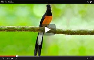 Kicau Burung Anis Merah Jawara capture d'écran 1