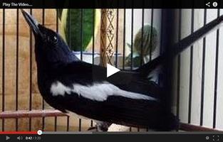 Kicau Burung Cucak Jenggot Hot Ekran Görüntüsü 1
