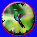 Kolibri Juara 1