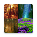 Forest Wallpaper
