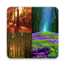 Forest Wallpaper APK