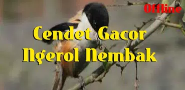 Cendet Gacor Ngerol Nembak Offline