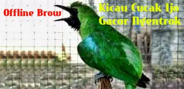 Kicau Cucak Ijo Gacor Ngentrok Offline