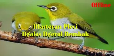 Pleci Ngalas Ngerol Nembak Offline