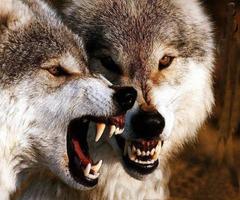 2 Schermata Wolf Puzzle Games