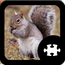 APK Squirrel Puzzle