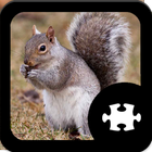 آیکون‌ Squirrel Puzzle