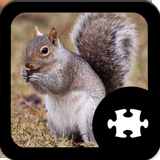 Squirrel Puzzle icon