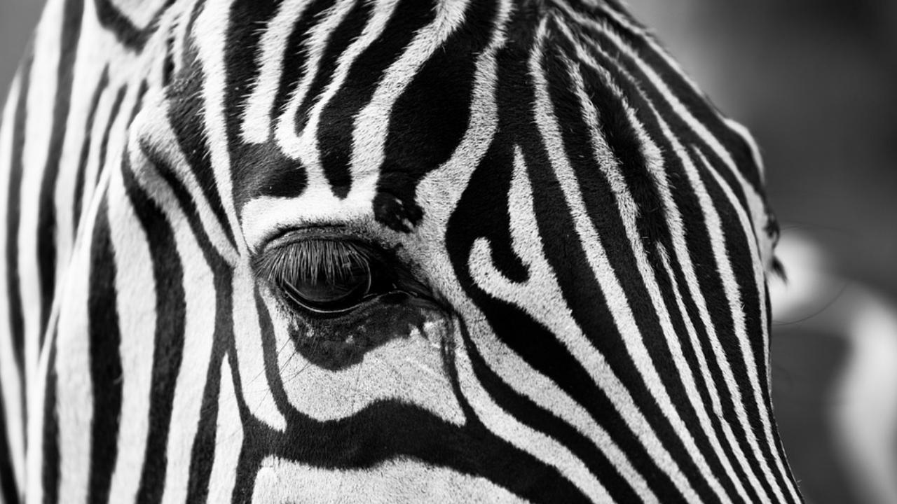 Животные в полоску. Зебра чб. Глаз зебры. Зебра черная в белую полоску или белая в черную. Зебра какой звук