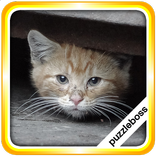 More Kitten Jigsaw Puzzles