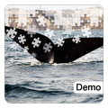 Whale Jigsaw Puzzles Demo