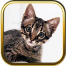 Free Kitty Cat Puzzle Games APK