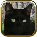 Free Black Cat Puzzles APK