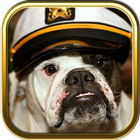 Free Bulldog Puzzle Games-icoon