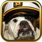 Free Bulldog Puzzle Games ícone