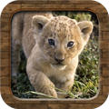 Animal Sounds