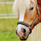 Horse Lover HD Wallpapers icône