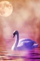 Beautiful Swan Photo Free Affiche