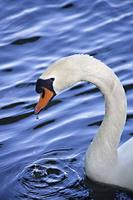 Beautiful Swan Photo Free capture d'écran 3
