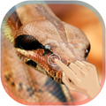 Magic Touch Python Attack