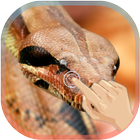 Magic Touch Python Attack icon