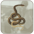 Python Media App