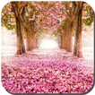 Sakura Live Wallpaper