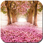 آیکون‌ Sakura Live Wallpaper