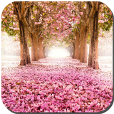 Sakura Live Wallpaper simgesi
