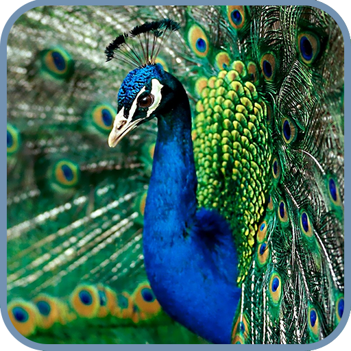 Peacock Live Wallpaper