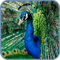 Peacock Live Wallpaper