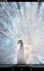 Peacock Live Wallpaper APK Herunterladen