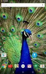 Peacock Live Wallpaper APK Herunterladen