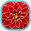 Flowers Wallpapers UHD 4K APK