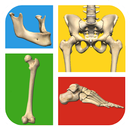 Quiz Huesos del Cuerpo Humano APK