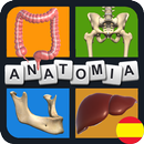 Quiz de Anatomia en Español APK