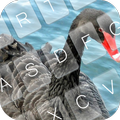 Black Swan Keyboard Theme