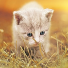 Imagenes de Gatos para fondos de pantalla gratis icon